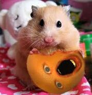 Randy the Hamster eating Orange