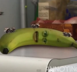 FruitFliesLikeABanana