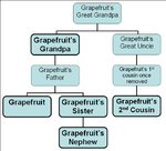 Grapefruit family