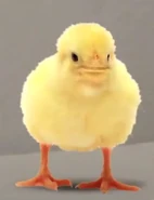 Little Chick