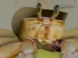Crab