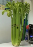 Celery