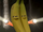 Bananas (Season 5)