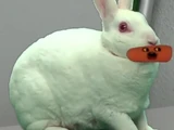 Bunny Rabbit