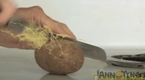PotaTY
