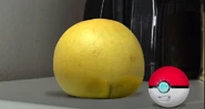 PokéBall being cracked open by the sight of Grapefruit's butt!