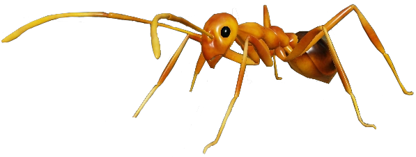 Gold-digging ant - Wikipedia