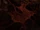 Schatten (Amnesia)