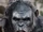 Koba