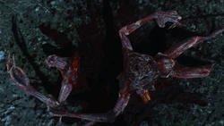 Der halbierte Dettlaff