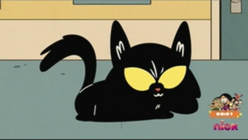 The kitty top