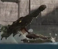 Alligator (The Amazing World of Gumball)