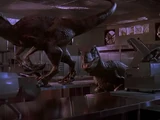 Velociraptors (Jurassic Park Films)