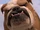 Bulldog (Gnomeo & Juliet)
