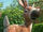 Fawn