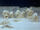 Scary Ice Monsters