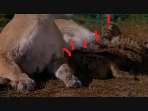 Proof of the Cub that the Eagle caught survived.