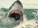 Shark (The Shallows)