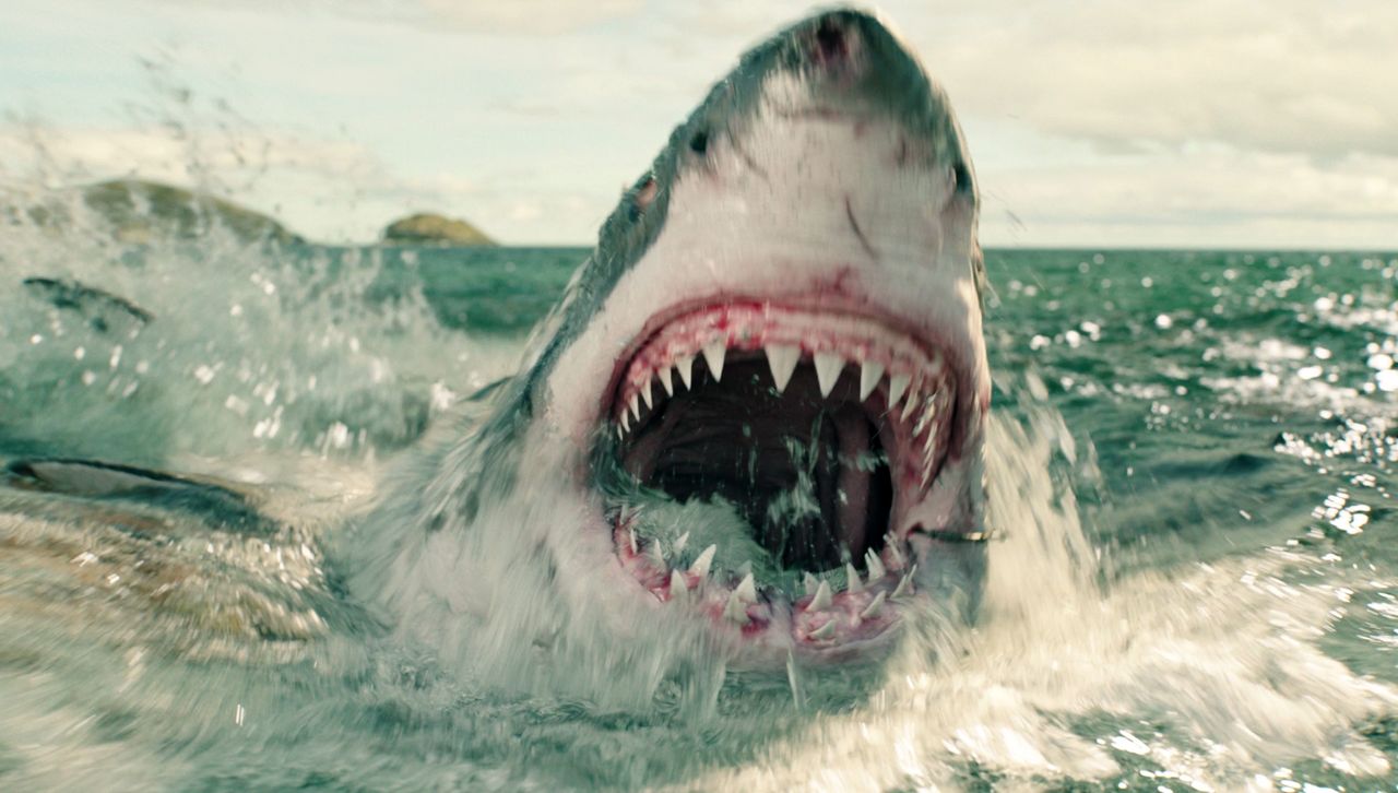 great white shark in shallow water