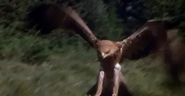 Eagle- Benji the Hunted.PNG