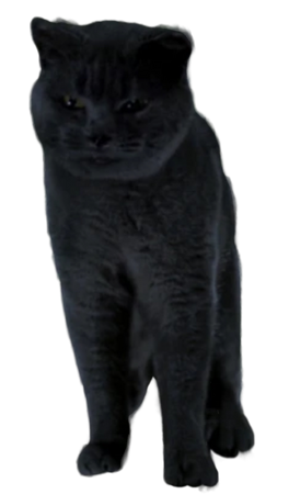 帽子 dimmoire Evil Cat black&white 522 Evil Cat High Res Illustrations - Getty Images | Grumpy