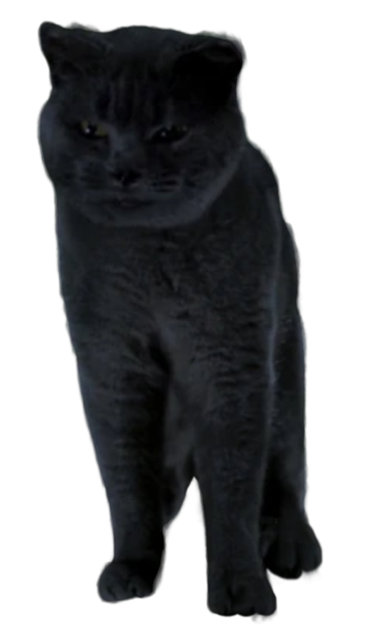Smokey The Feline | The 5D-Combined-Shared Crossovers for An