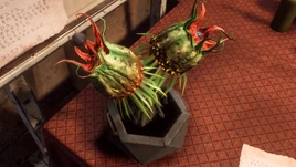 Flora Sky Plant Infobox Image