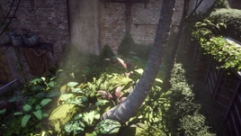 Flora Alocasia Green Infobox Image