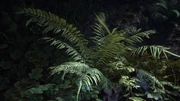 Flora Fern Infobox Image