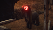 Toy Dog