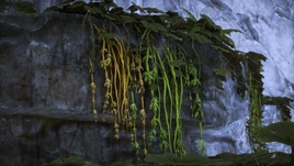 Flora Slender Vine Infobox Image