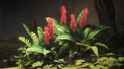Flora Red Ginger Infobox Image