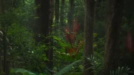 Flora Ti Plant Infobox Image