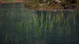 Flora Aquatic Grass Infobox Image