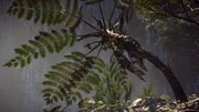 Flora Tree Fern Infobox Image