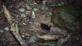 Glowbug Infobox Image