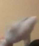Evil Gray Dolphin Defeat