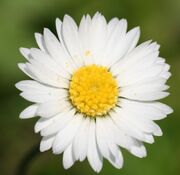 Ckopo'sChamomile