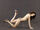 Isis King