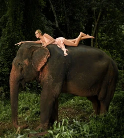 JadeElephant.jpg (446 KB) Elephants for Venus Razors