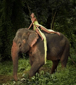 Elephants for Venus Razors