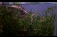 El Dragon Island aquatic, Jawa Moss