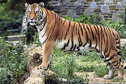240px-Panthera tigris tigris edited2