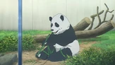 Panda Bear