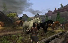 Horses in the Border Ranges