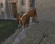 Th SkewbladPinto.png (258 KB) Skewbald Pinto