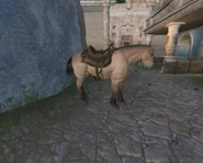Th Buckskin.png (182 KB) Buckskin