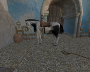 Th Tobiano.png (259 KB) Tobiano