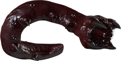 Memory Worm, Apeirophobia Roblox Wiki