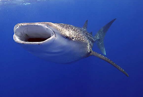 Whale Shark, Apex Predators Wiki